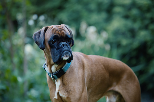 Boxer dog looking around outside.