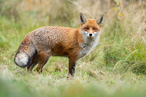 Adult red fox, vulpes vulpes, with furry tail standing on a meadow in autumn nature. Animal predator in natural environment. Alert mammal with orange fur.