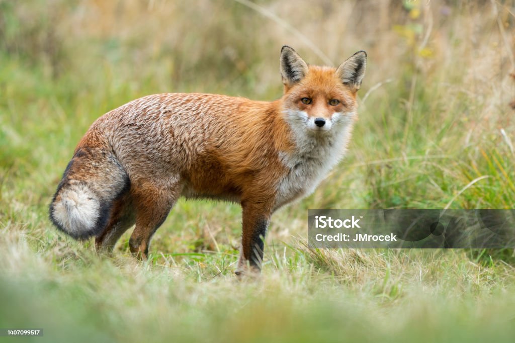 Adult red fox with furry tail standing on a meadow in autumn nature Adult red fox, vulpes vulpes, with furry tail standing on a meadow in autumn nature. Animal predator in natural environment. Alert mammal with orange fur. Red Fox Stock Photo