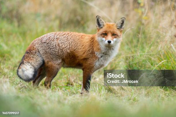 Adult Red Fox With Furry Tail Standing On A Meadow In Autumn Nature Stock Photo - Download Image Now
