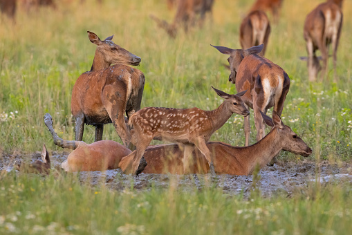 Red deer, cervus elaphus, hind and fawn lying in water and mud in summer to cool down. Group of wild animals getting rid of parasites by bathing. Mammal with brown fur in nature.