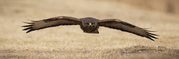 istock Common buzzard flying just above dry grass on a meadow in spring nature 1407099709