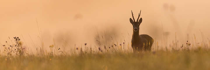 Panoramic view of roe deer, capreolus capreolus, buck on summer meadow with copy space. Animal wildlife in vibrant nature. Mammal with large antlers staring into the camera on a horizon.