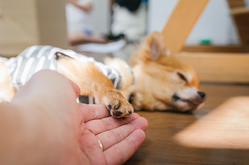 Asian man taking chihuahua's paw.