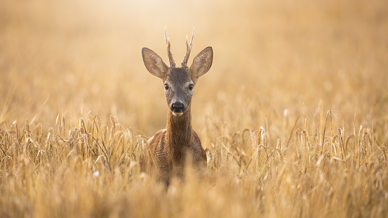 Sun shining on a roe deer, capreolus capreolus, buck standing on wheat field and watching around. Early morning atmosphere in summer nature with animal wildlife from front view.