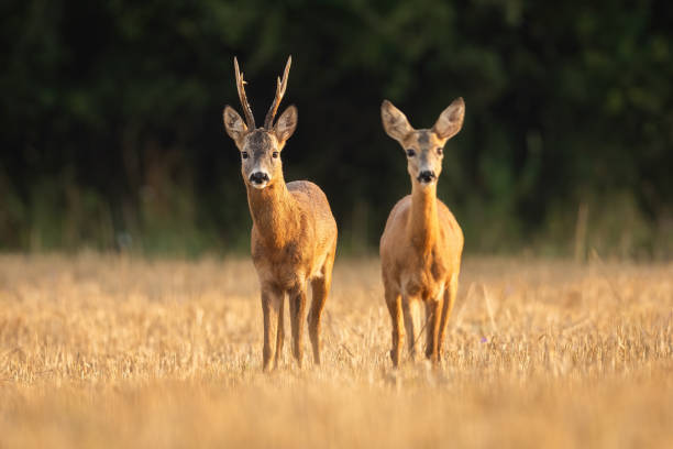 istock Roe deer buck and doe in courtship on a stubble field from front view. 1407099931