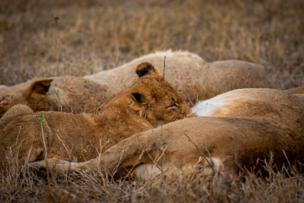 istock Young Lion cub suckling from his mother. 1407100670