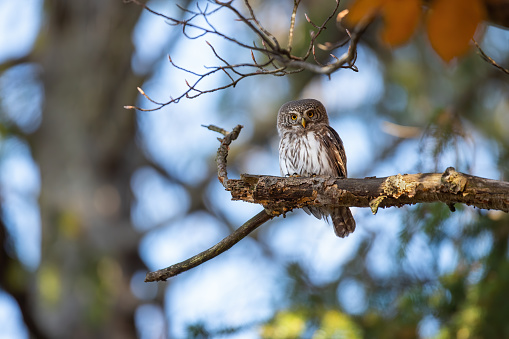 Eurasian pygmy owl, glaucidium passerinum, sitting on tree in autumn nature. Small wild bird resting on bough in fall. Brown and white feathered hunter looking from branch in woodland.