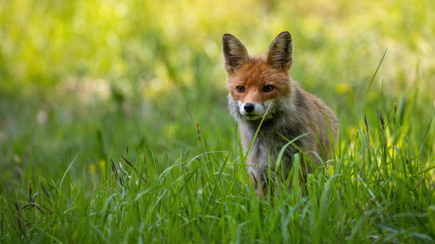 istock Red fox looking from a shelter in a tall green grass on a meadow in summer nature 1407101016