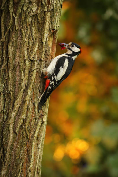 istock Great spotted woodpecker bringing food to a nest inside a hollow tree 1407101030