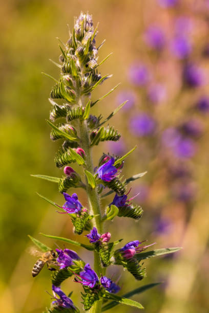 istock Echium vulgare, beautiful wildflowers 1407101316
