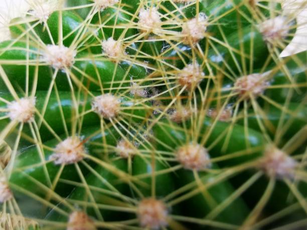 istock macro photo of cactus tree thorns 1407101476