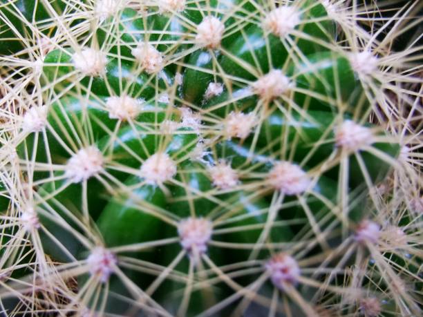 istock macro photo of cactus tree thorns 1407101528