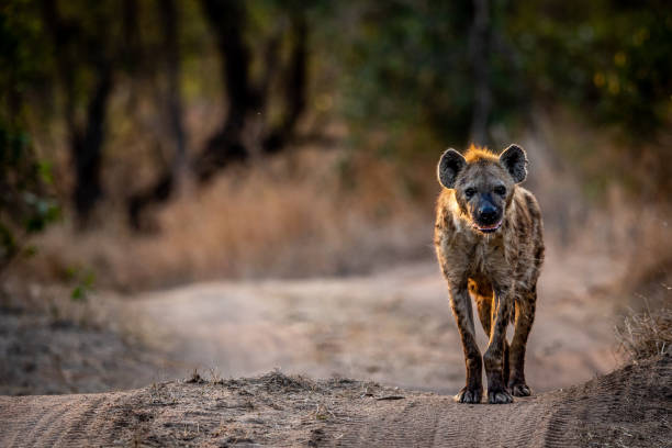 istock Spotted Hyena walking towards the camera. 1407102552