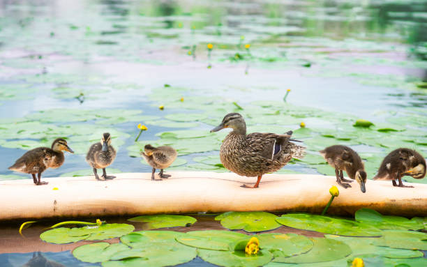 five ducklings proud  mallard mother with five ducklings in a row, in pond with water lilies mallard duck stock pictures, royalty-free photos & images