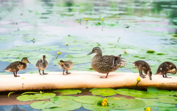 proud  mallard mother with five ducklings in a row, in pond with water lilies