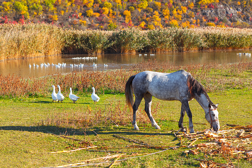 Horse and a flock of geese grazing . Farm animals at riverside