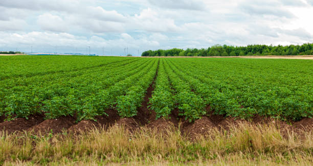 istock Rows of potato plants in a field on a cloudy summer day 1407104697