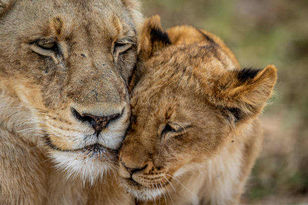 istock Close up of a Lion cub's face cuddling. 1407105281