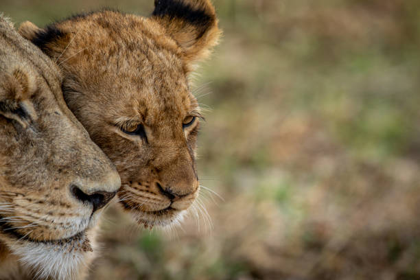 istock Close up of a Lion cub's face cuddling. 1407105437