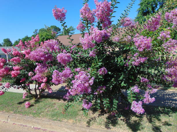 istock Neighborhood Flowers 1407105558