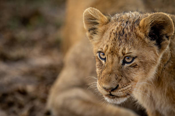 istock Close up of a Lion cub's face. 1407105871
