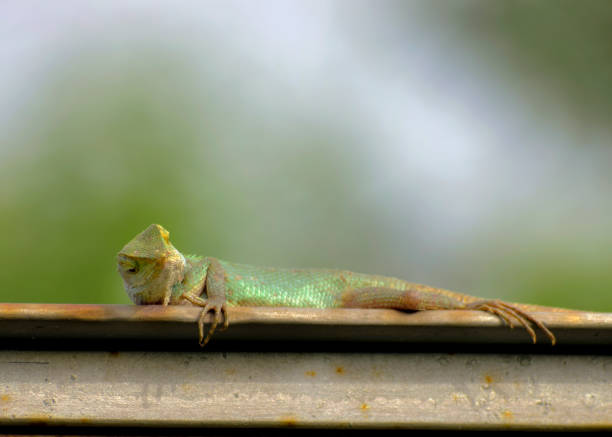 istock oriental garden lizard is in rest. 1407106105