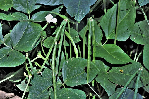 Close up of black-eyed pea plant with pea pods and bloom.