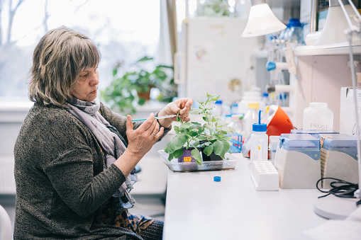 Plant scientists working at plant pathology laboratory where fungal, bacterial and viral pathogens are identified and studied using various methodologies. Research of micro organism is made the cellular level.