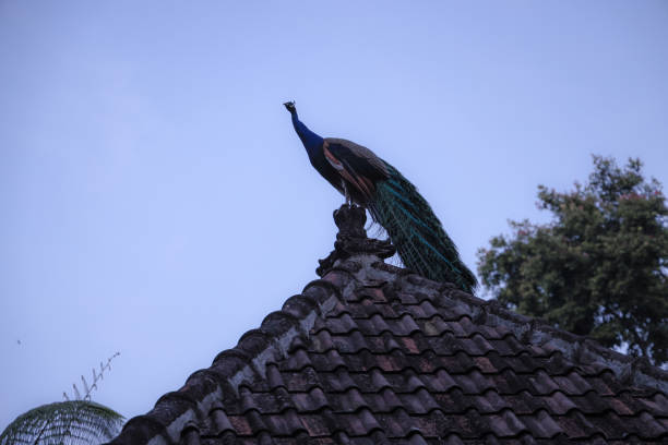 istock A peacock standing nicely on the roof 1407108483