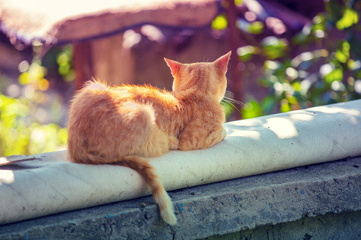 Red cat lying outdoors in a garden in summer back to the camera