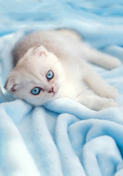 A beautiful little white-gray kitten with blue eyes lies on a bedspread. Cute scottish fold cat looking at the camera. Copy space.