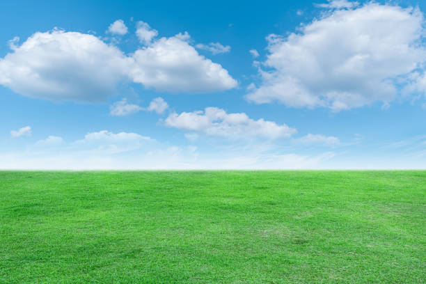 Landscape view of green grass with bright blue sky and clouds background. stock photo
