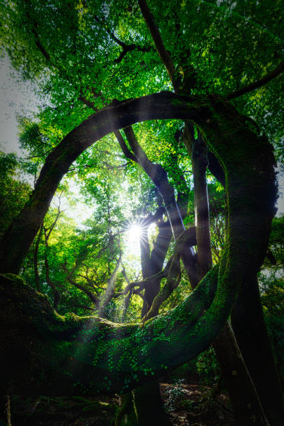 ธรรมชาติญี่ปุ่นต้นไม้ในป่าญี่ปุ่น - forest bathing ภาพสต็อก ภาพถ่ายและรูปภาพปลอดค่าลิขสิทธิ์