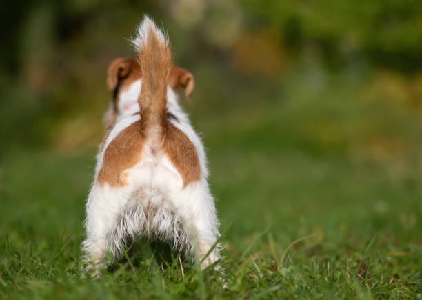 istock Backside and tail of a funny jack russell terrier pet dog 1407110430