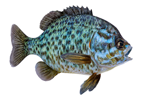3D rendering of a bluegill fish or Lepomis macrochirus isolated on white background