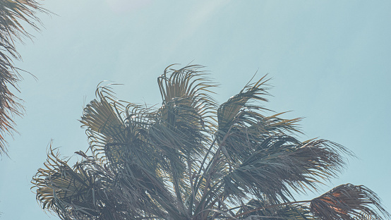 Palm tree in the wind