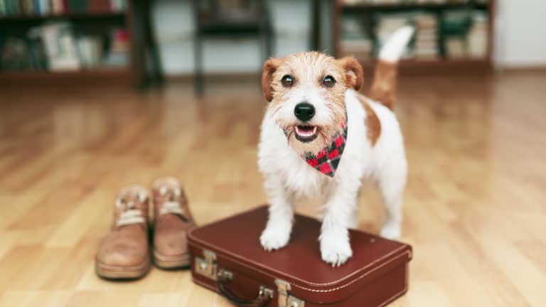 Happy dog puppy wagging tail on a suitcase, pet travel, vacation or holiday