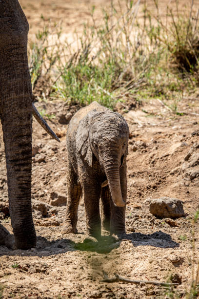 istock Baby African Elephant standing with his mother. 1407110723