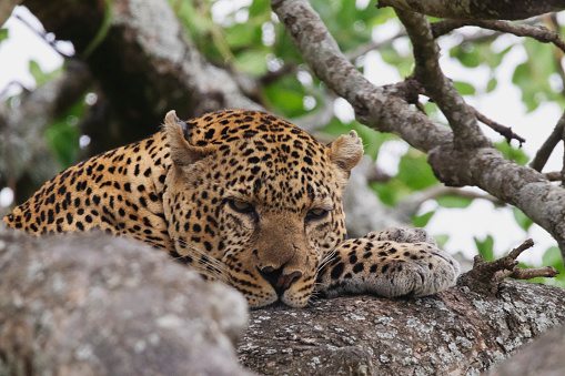 Photo of a leopard resting on a tree at the Maasai Mara National Reserve in Kenya.