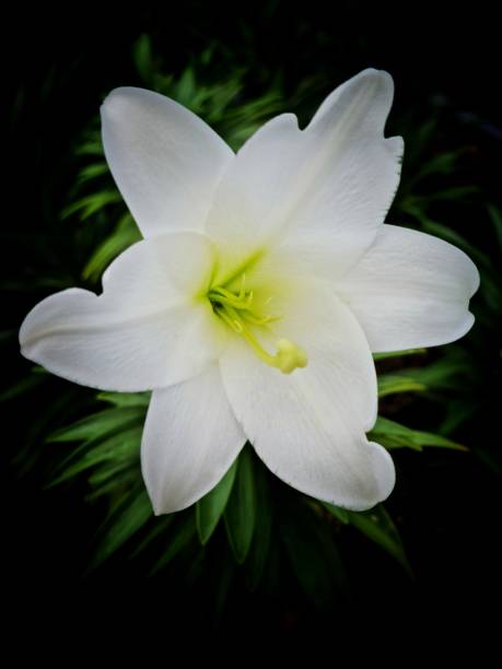 easter lily nahaufnahme - madonnenlilie stock-fotos und bilder