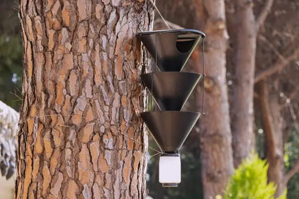 Photo of A modern trap for protection from insect pests, flies and bark beetles. Exudes pheromone odors that attract parasites. Forestry and ecology