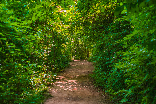 Natural Landscape - Footpath through a Forest - Hendrie Valley in Burlington Ontario