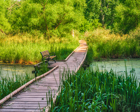 Wooden Boardwalk with a bench surrounded by  Nature in a Marsh Woodlands - Hendrie Valley, Burlington, Ontario