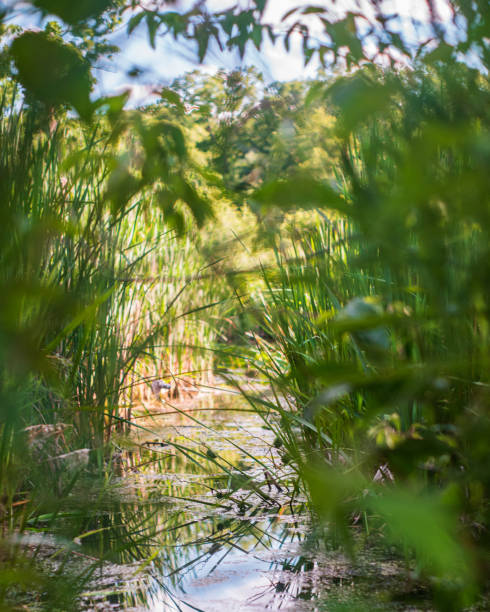istock Close up of Marshlands through Watergrass 1407114850