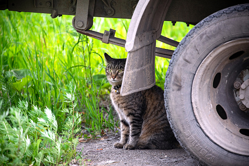 Tabby cat sitting under the vehicle.