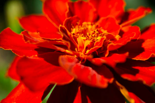 Red tagetes flower, close-up. Image