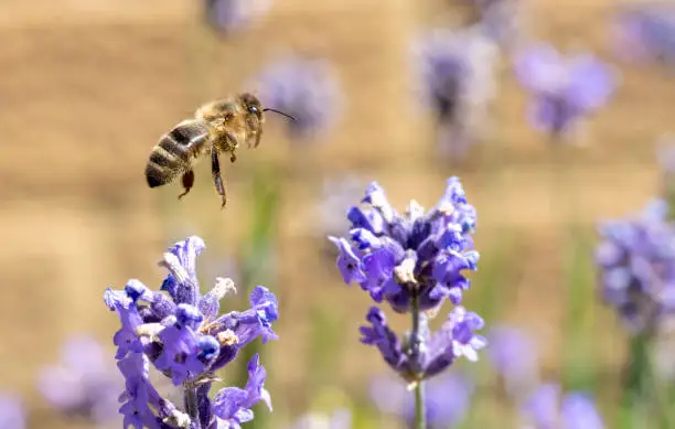 Photo of Honey bee gathering nectar