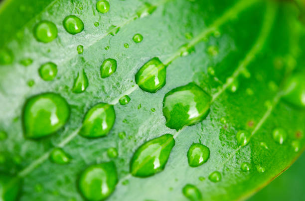 istock Close up of the veins on a leaf 1407115083