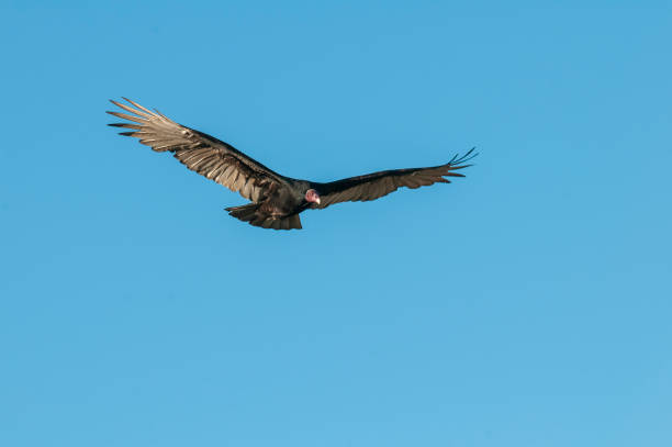 istock Turkey Vulture, ,planning in flight, Patagonia, Argentina 1407116488